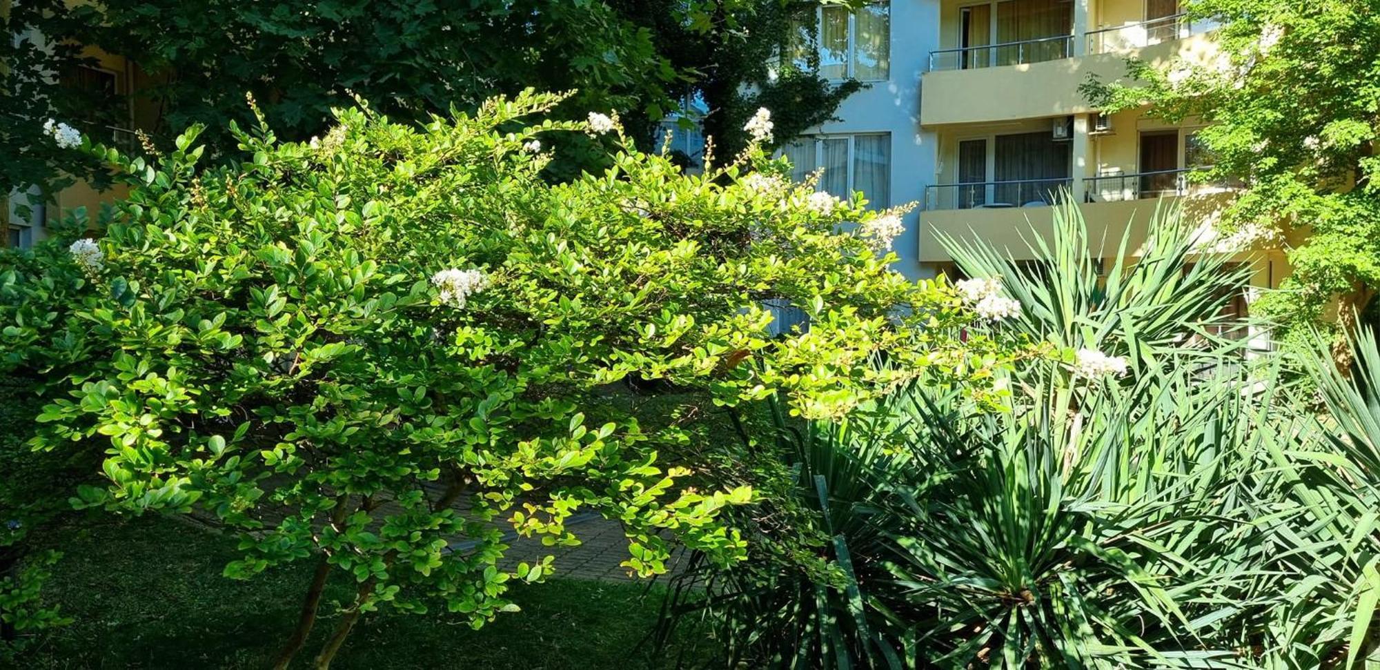 Niko Apartments Sunny Beach Exterior foto